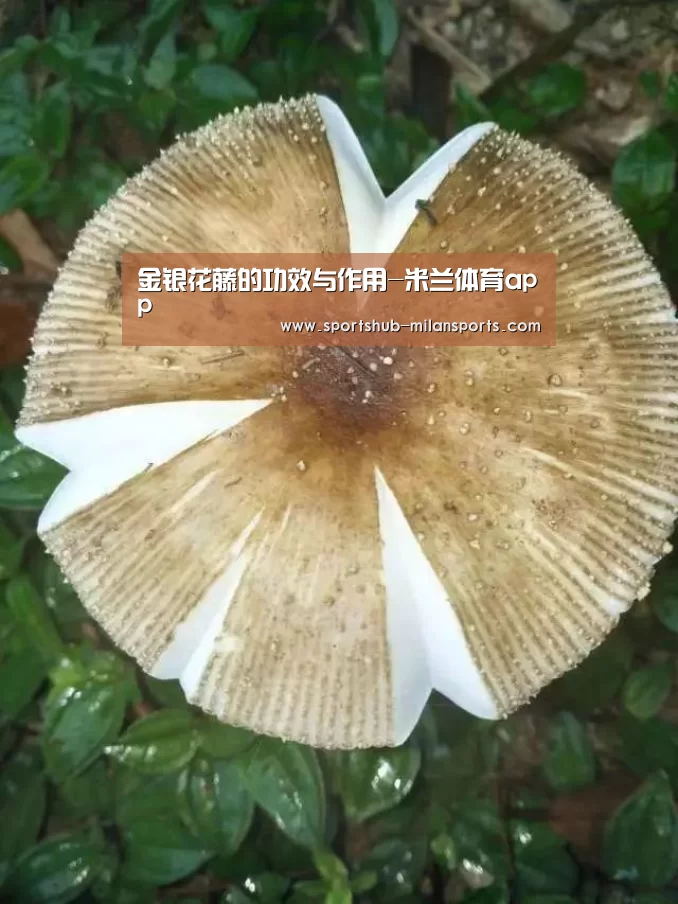 米兰体育在线