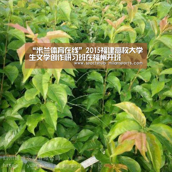 米兰体育在线